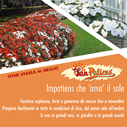 Sunpatiens PDF